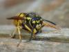 Vespula germanica
